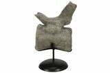 Sauropod Dinosaur (Camarasaurus) Caudal Vertebra - Colorado #209201-1